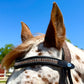 Peach Shimmer Snap-Out Browband