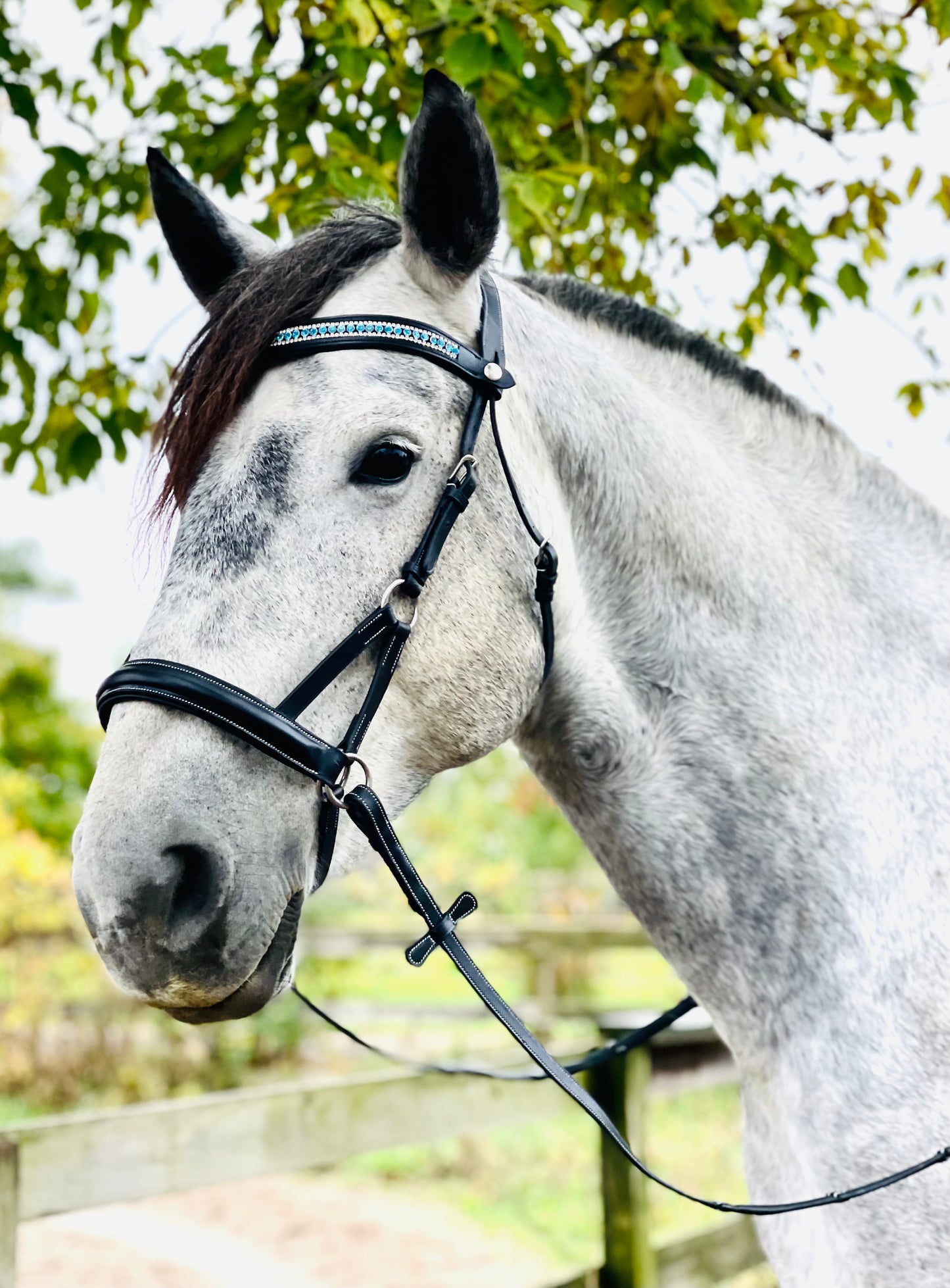 Silver Traditional Bitless Bridle