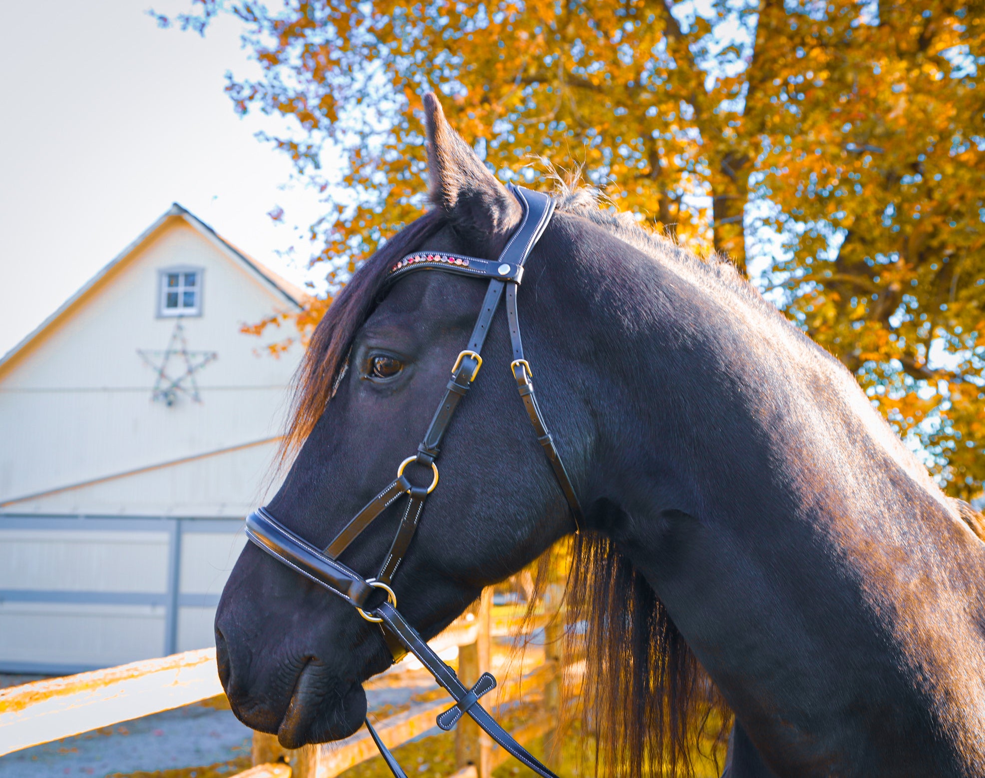 The Spirited Horse Boutique The Spirited Horse Boutique