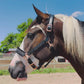 Fantasia's Sparkle-Hybrid Halter